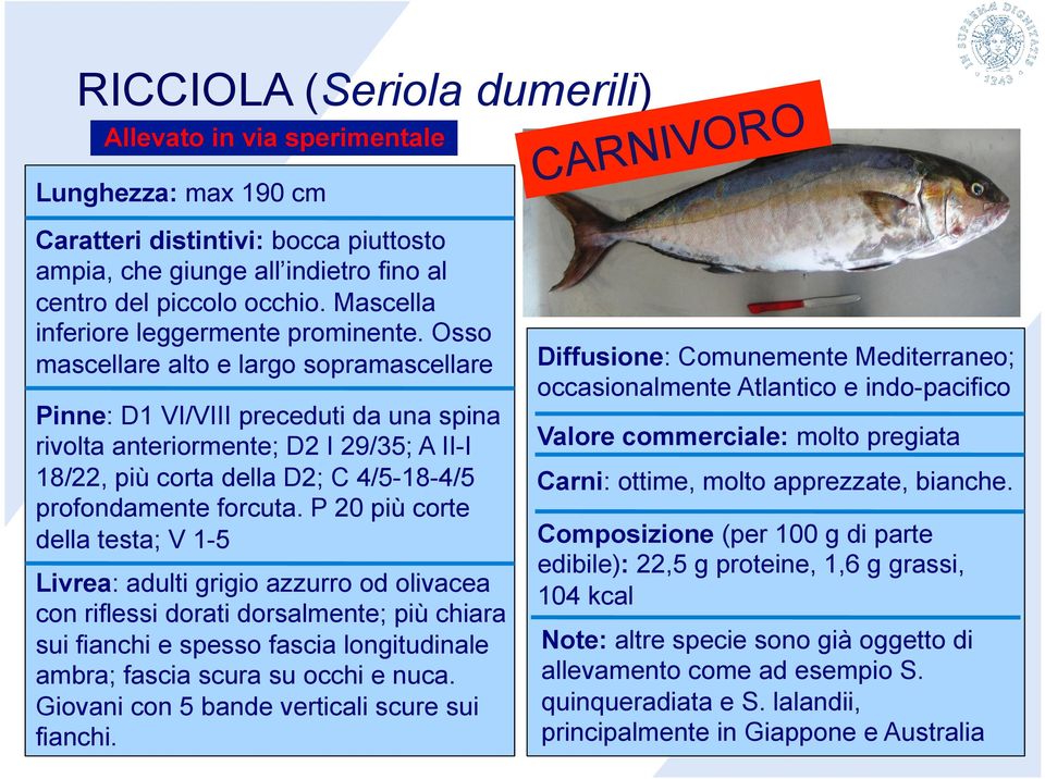 Osso mascellare alto e largo sopramascellare Pinne: D1 VI/VIII preceduti da una spina rivolta anteriormente; D2 I 29/35; A II-I 18/22, più corta della D2; C 4/5-18-4/5 profondamente forcuta.