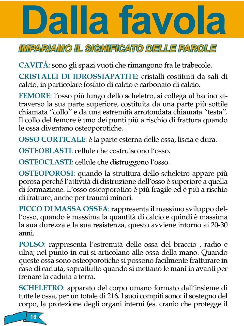 FEMORE: l osso più lungo dello scheletro, si collega al bacino attraverso la sua parte superiore, costituita da una parte più sottile chiamata collo e da una estremità arrotondata chiamata testa.