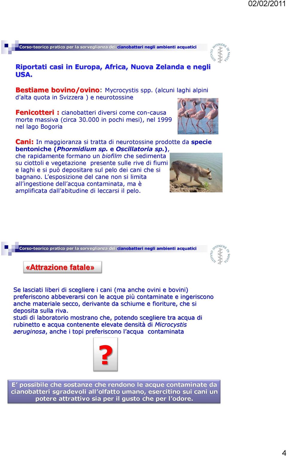 000 in pochi mesi), nel 1999 nel lago Bogoria della Cani: In maggioranza si tratta di neurotossine prodotte da specie bentoniche (Phormidium sp. e Oscillatoria sp.