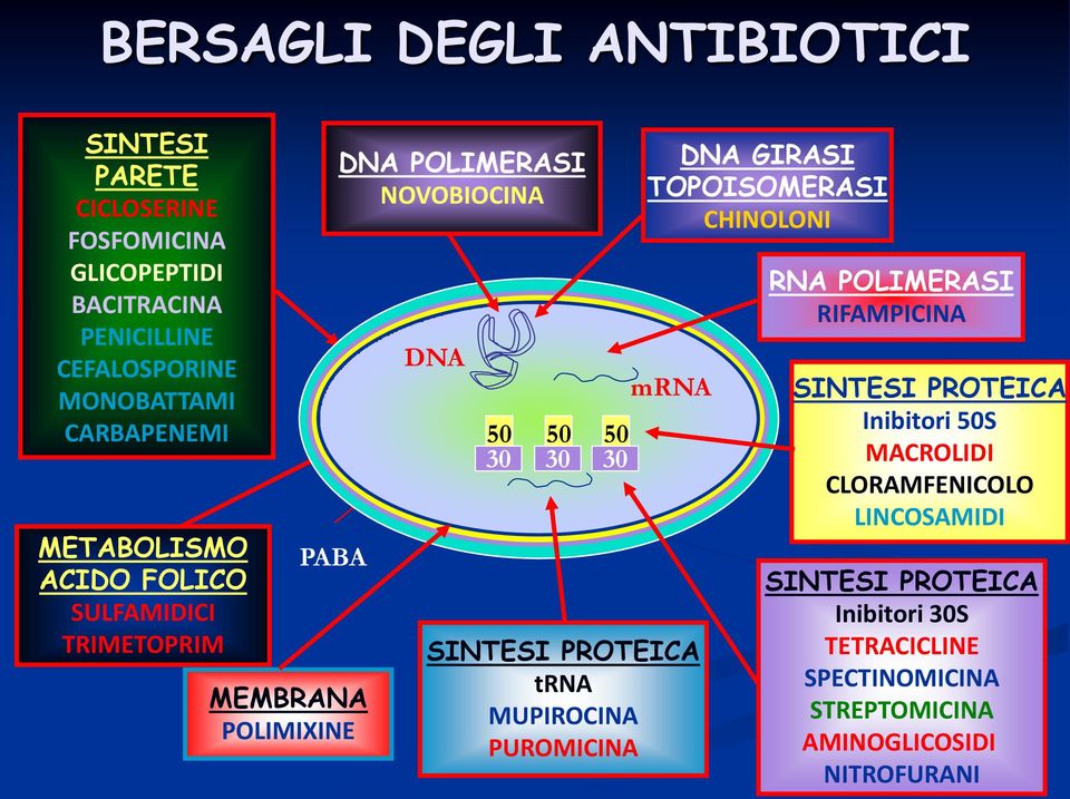 SINTESI PROTEICA trna MUPIROCINA PUROMICINA DNA GIRASI TOPOISOMERASI CHINOLONI mrna RNA POLIMERASI RIFAMPICINA SINTESI PROTEICA Inibitori