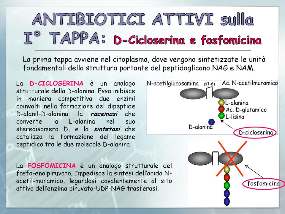 Essa inibisce in maniera competitiva due enzimi coinvolti nella formazione del dipeptide D-alanil-D-alanina: la racemasi che converte la L-alanina nel suo stereoisomero