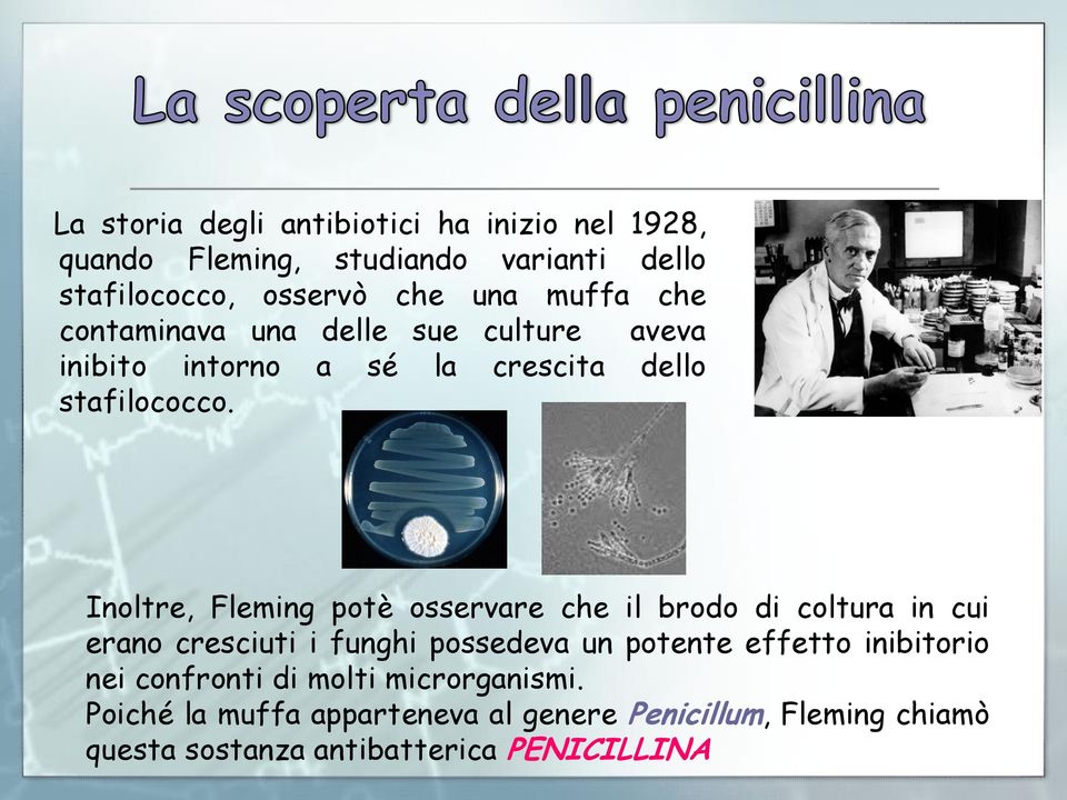 Inoltre, Fleming potè osservare che il brodo di coltura in cui erano cresciuti i funghi possedeva un potente effetto