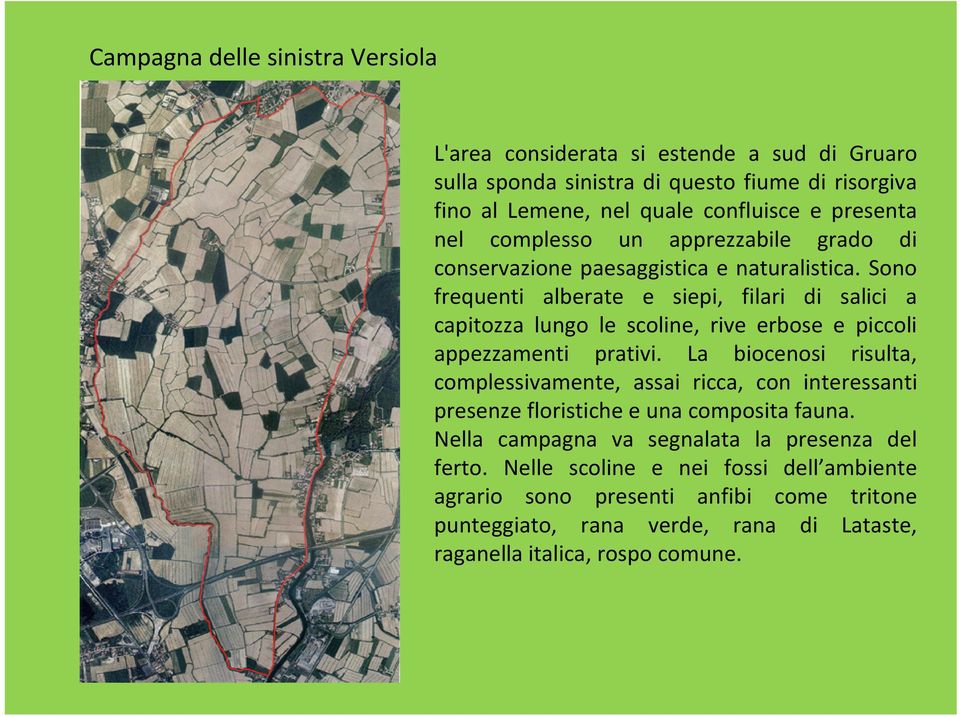 Sono frequenti alberate e siepi, filari di salici a capitozza lungo le scoline, rive erbose e piccoli appezzamenti prativi.