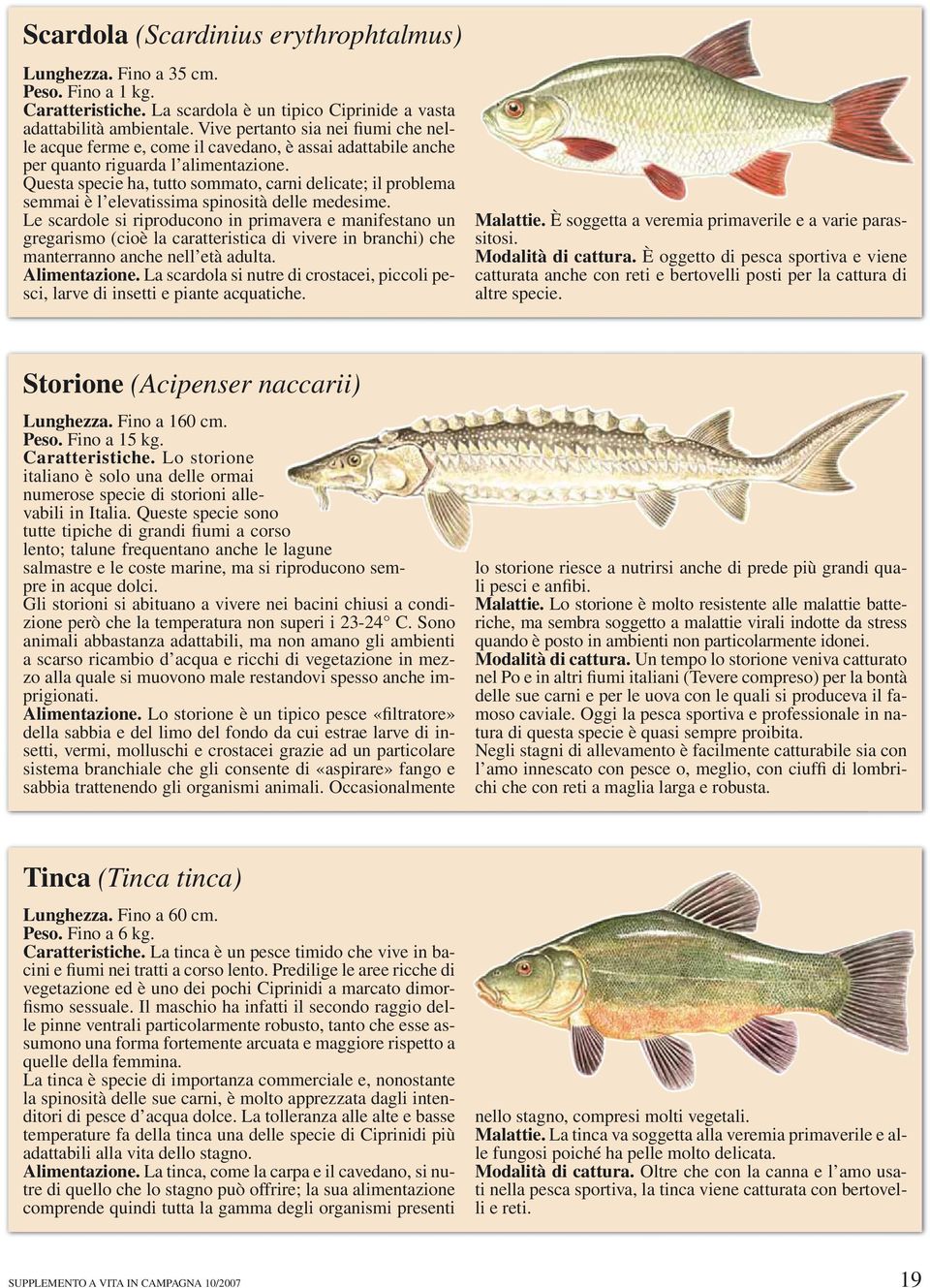 Questa specie ha, tutto sommato, carni delicate; il problema semmai è l elevatissima spinosità delle medesime.