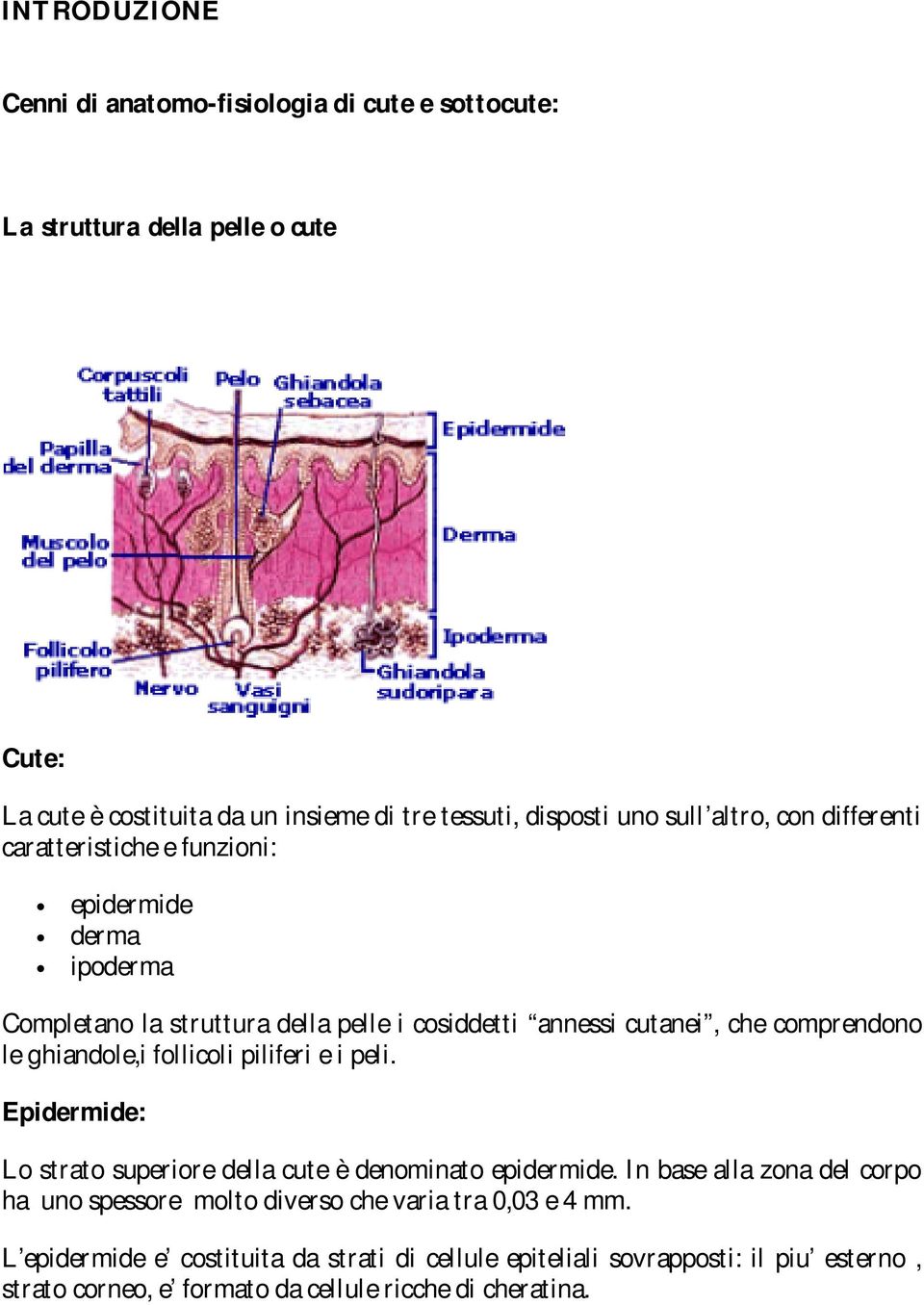 ghiandole,i follicoli piliferi e i peli. Epidermide: Lo strato superiore della cute è denominato epidermide.