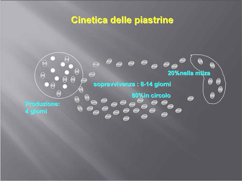 giorni 20%nella milza