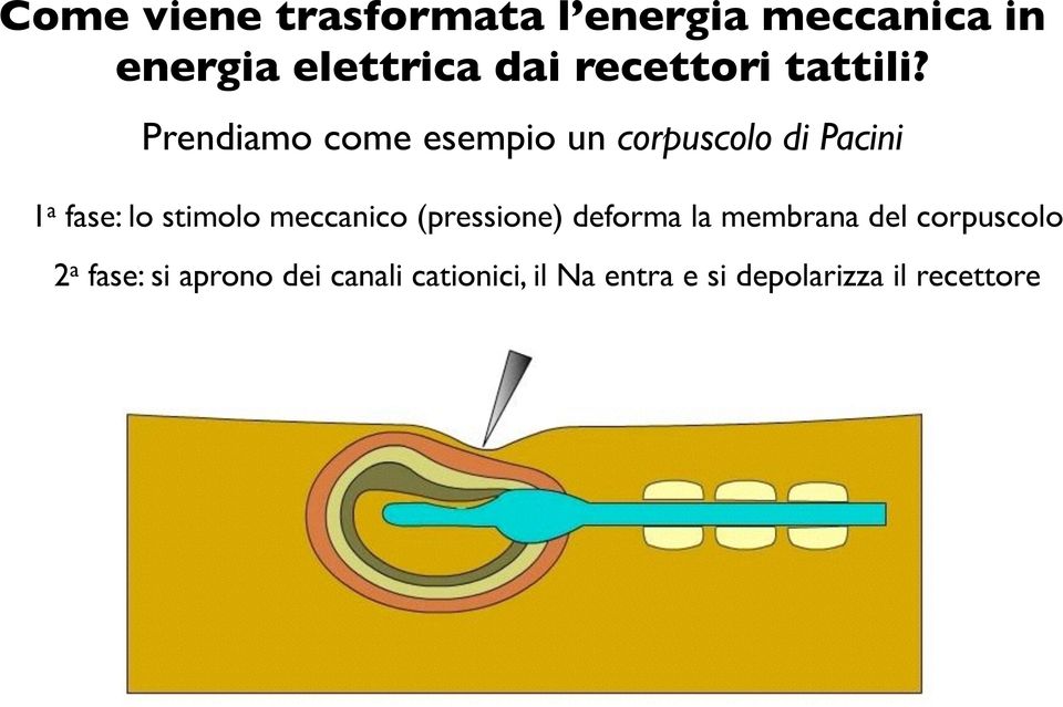 Prendiamo come esempio un corpuscolo di Pacini 1 a fase: lo stimolo