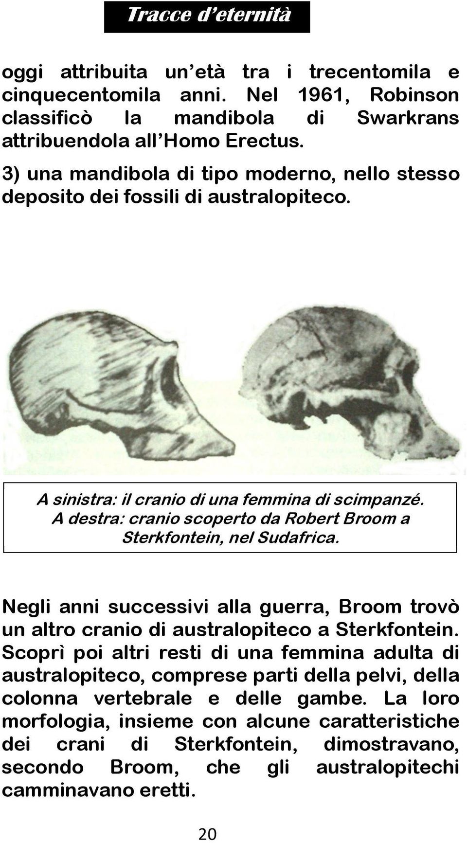 A destra: cranio scoperto da Robert Broom a Sterkfontein, nel Sudafrica. Negli anni successivi alla guerra, Broom trovò un altro cranio di australopiteco a Sterkfontein.