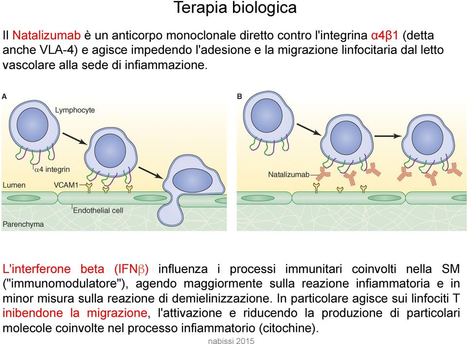 L'interferone beta (IFNβ) influenza i processi immunitari coinvolti nella SM ("immunomodulatore"), agendo maggiormente sulla reazione infiammatoria e