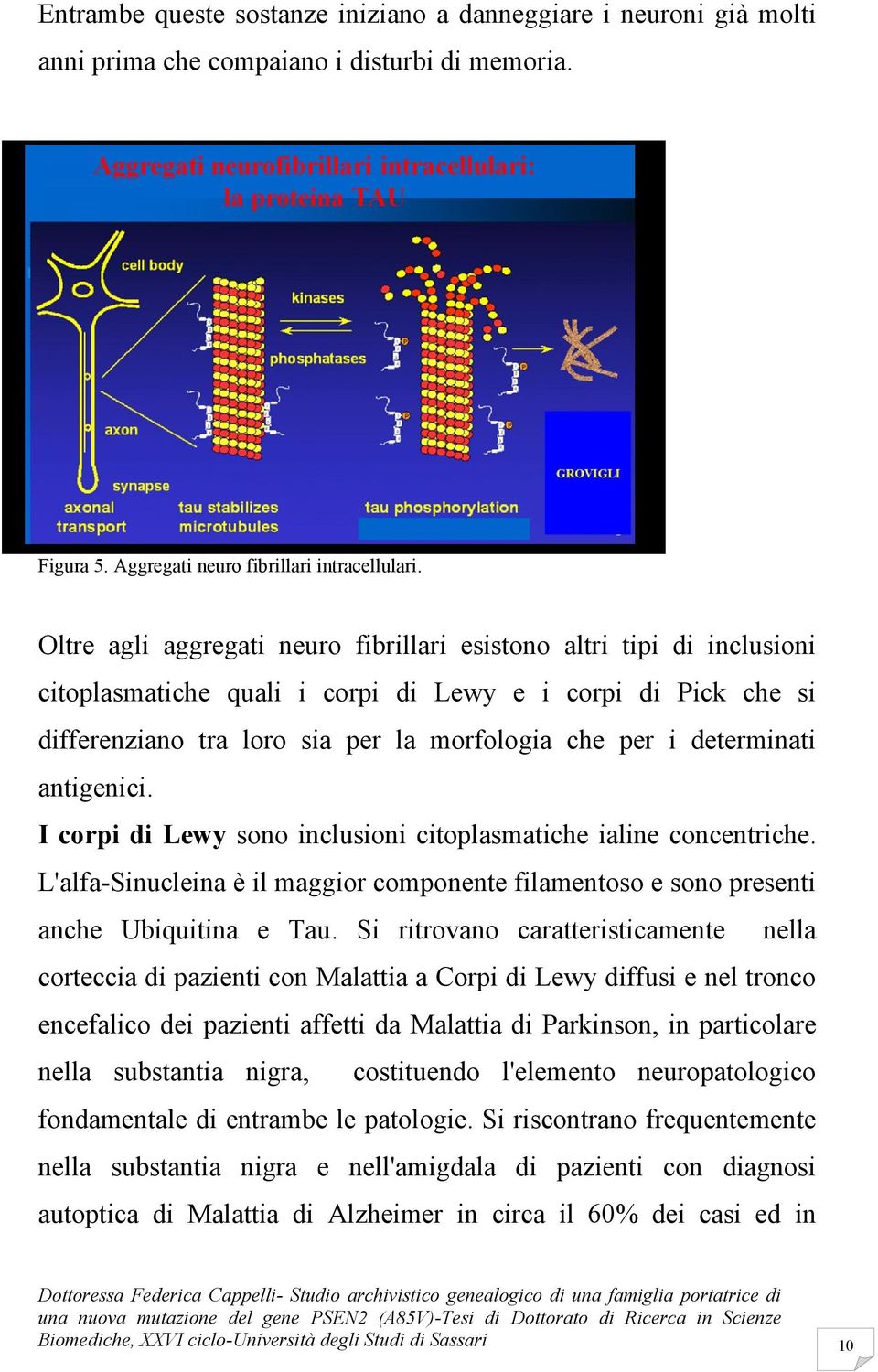 determinati antigenici. I corpi di Lewy sono inclusioni citoplasmatiche ialine concentriche. L'alfa-Sinucleina è il maggior componente filamentoso e sono presenti anche Ubiquitina e Tau.