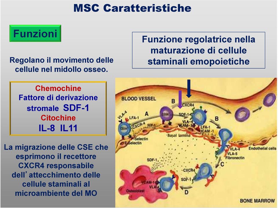 Fattore di derivazione stromale SDF-1 Citochine IL-8 IL11 La migrazione delle CSE che