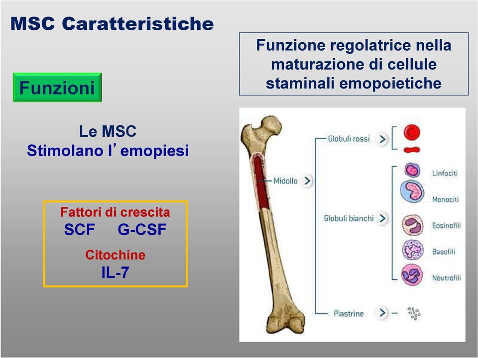 staminali emopoietiche Le MSC Stimolano l