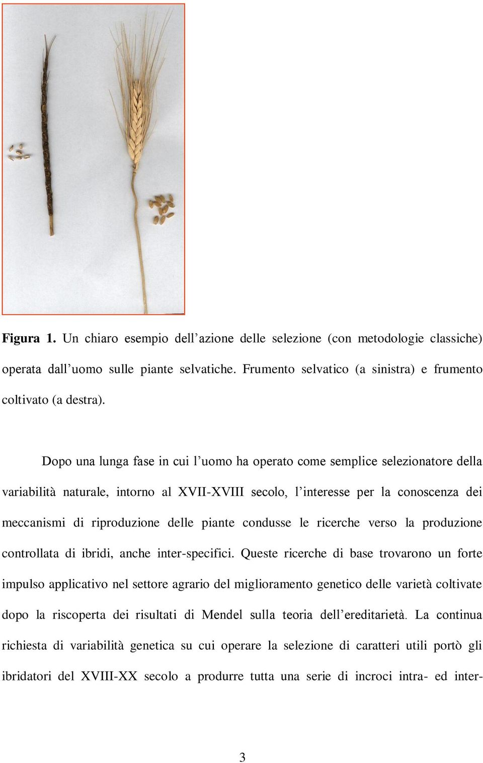 piante condusse le ricerche verso la produzione controllata di ibridi, anche inter-specifici.