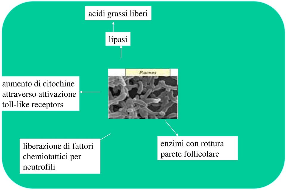 receptors liberazione di fattori