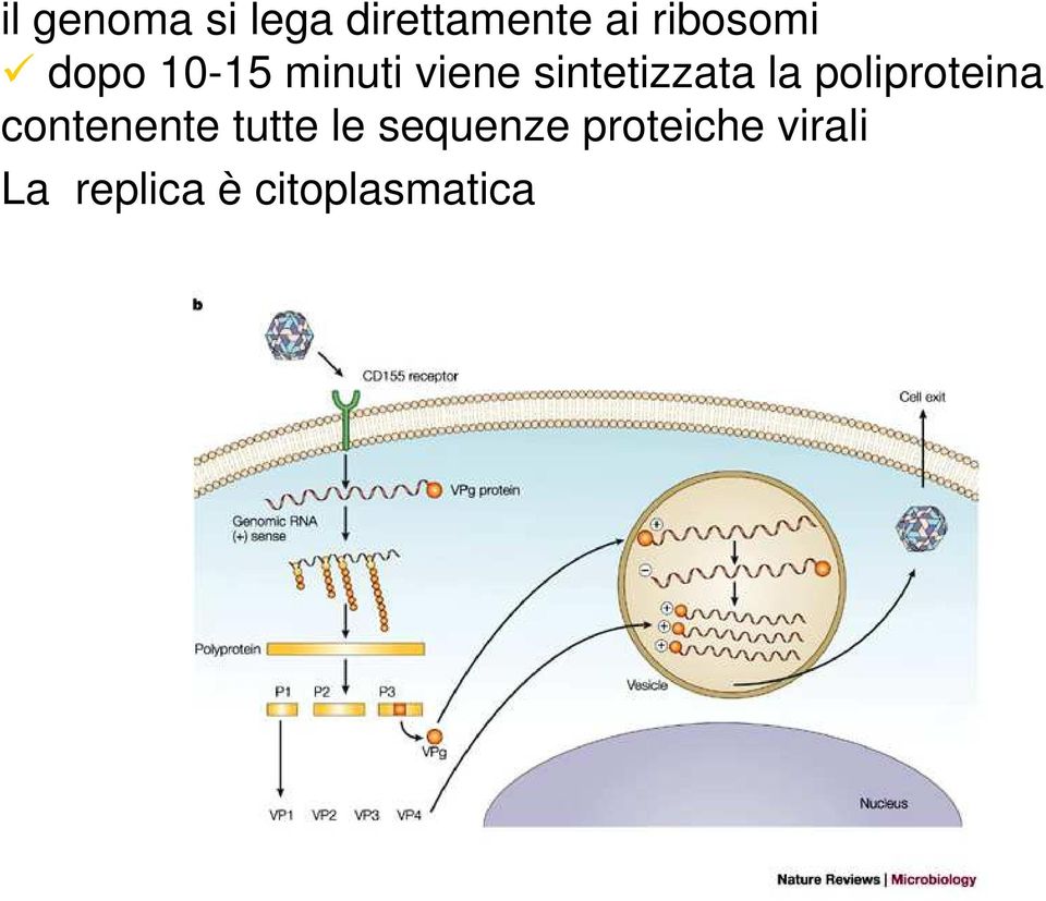 poliproteina contenente tutte le sequenze