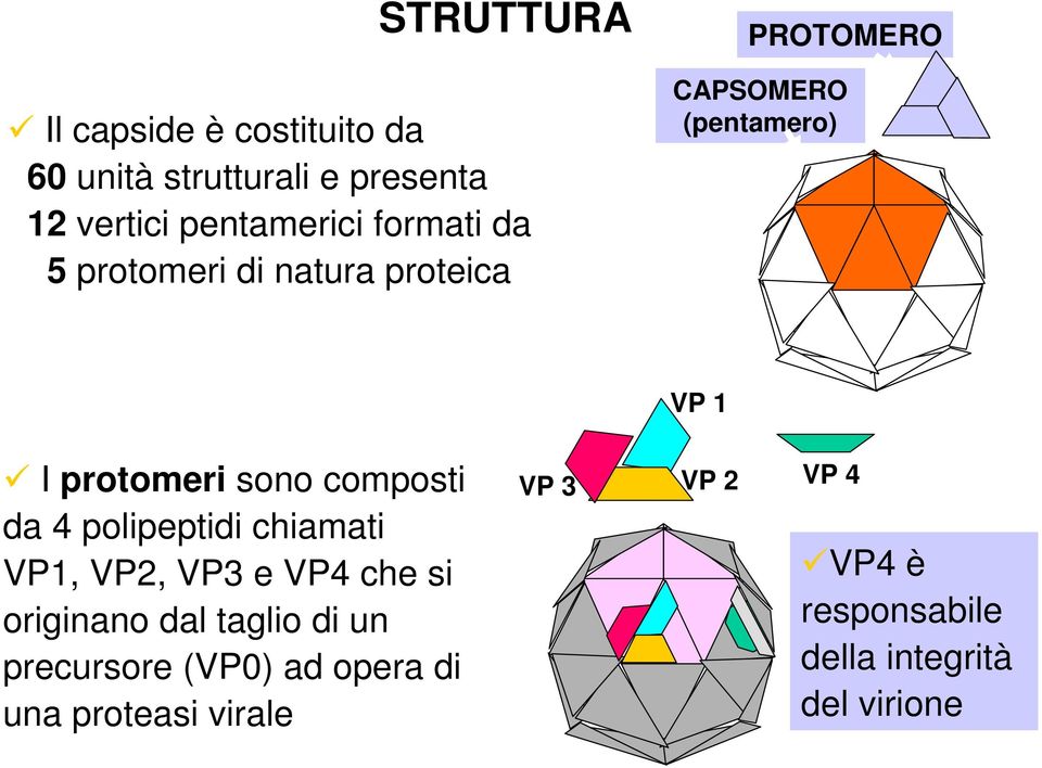 composti da 4 polipeptidi chiamati VP1, VP2, VP3 e VP4 che si originano dal taglio di un