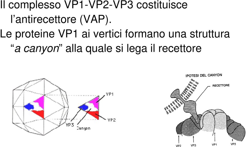 Le proteine VP1 ai vertici formano