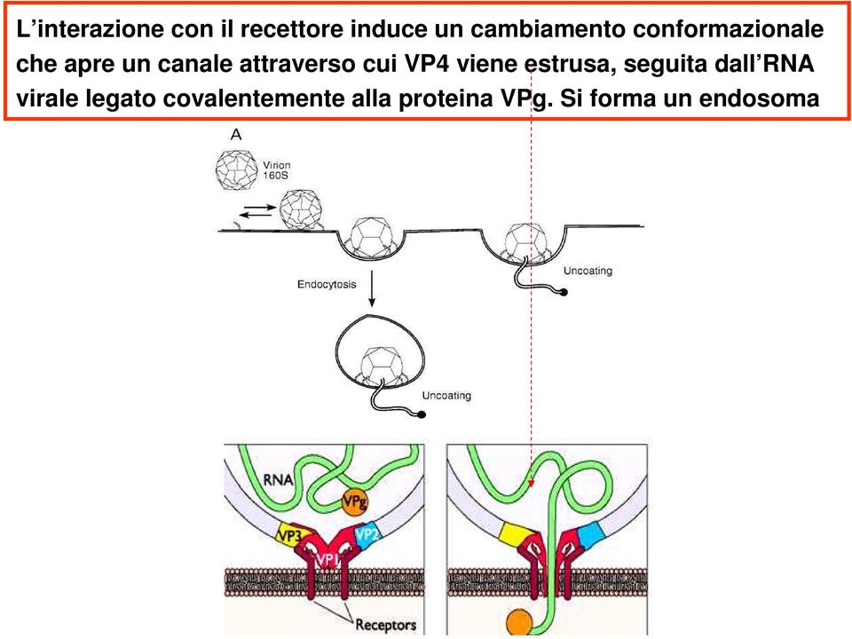 attraverso cui VP4 viene estrusa, seguita dall RNA