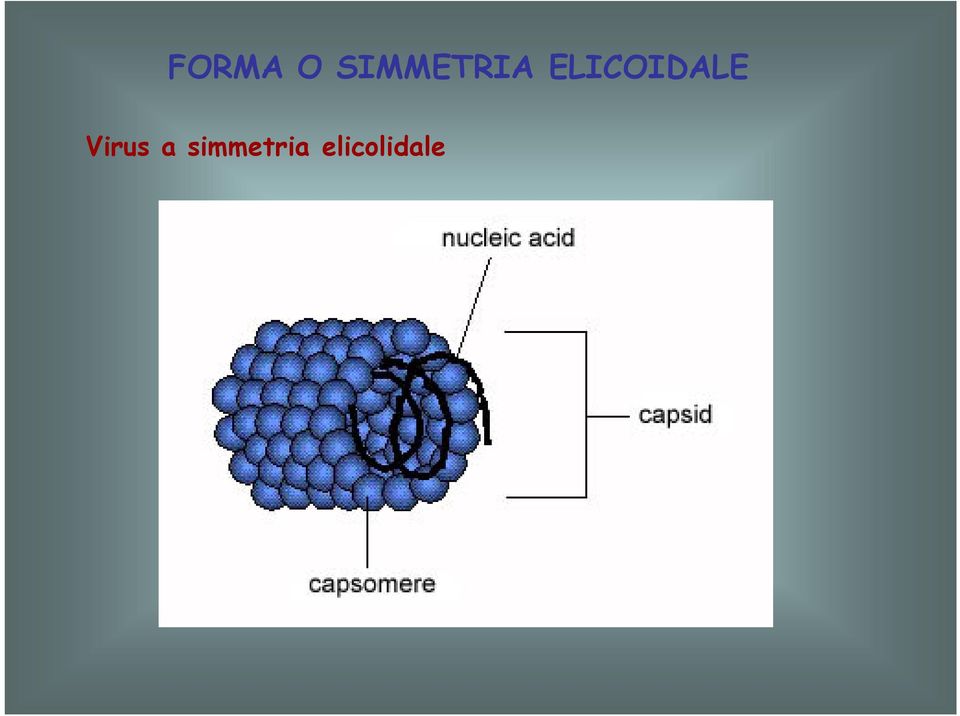 ELICOIDALE