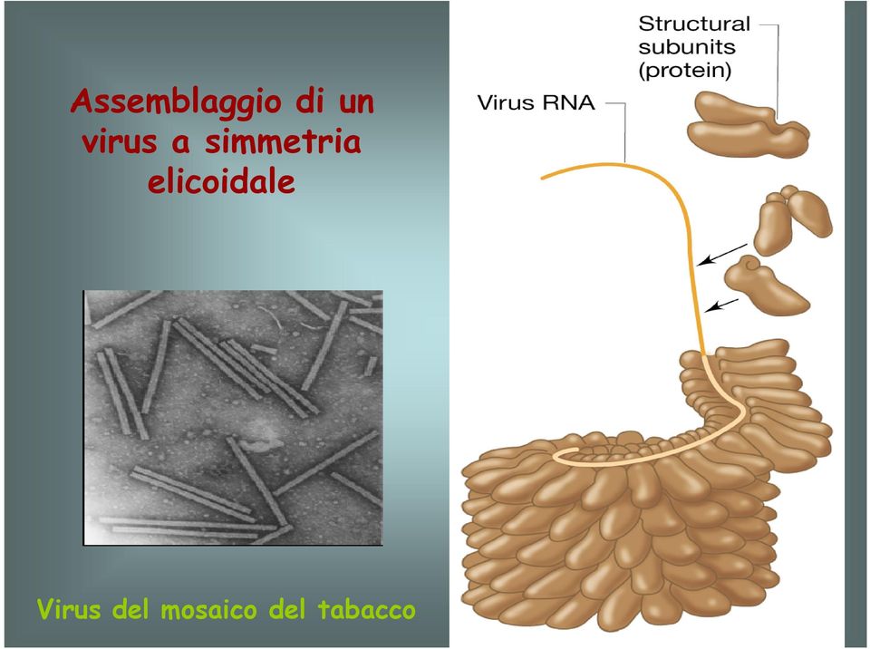 elicoidale Virus