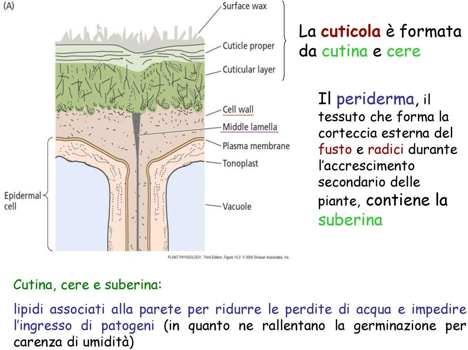 suberina Cutina, cere e suberina: lipidi associati alla parete per ridurre le perdite di