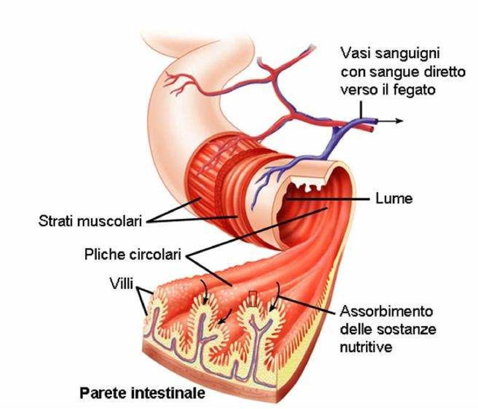 particolare: -- il terreno del paziente -- lo stato intestinale -- lo stato del sistema immunitario -- lo stress e l