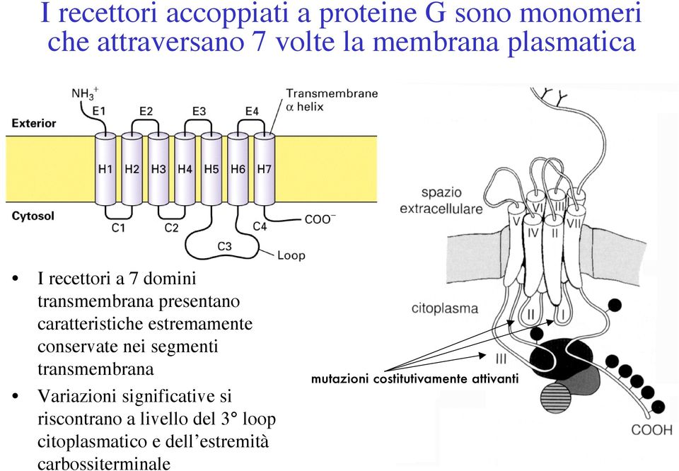 conservate nei segmenti transmembrana Variazioni significative si riscontrano a livello