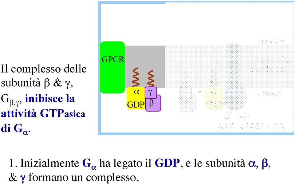 GPCR plasmatica membrana α γ γ + α citosol AC GDP β β GTP ATP