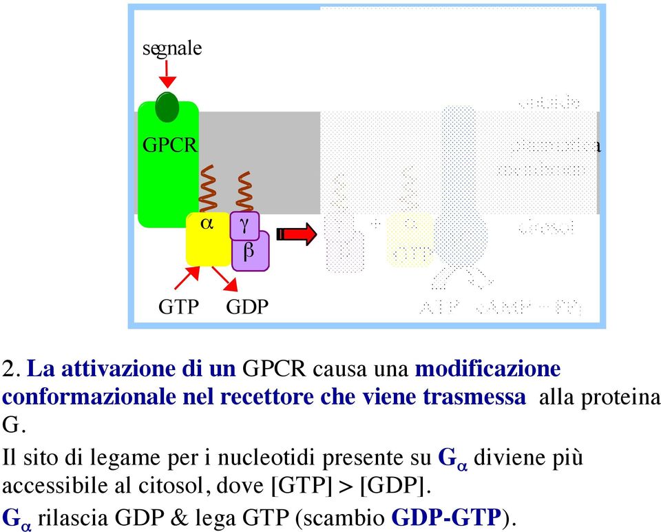 viene trasmessa alla proteina G.