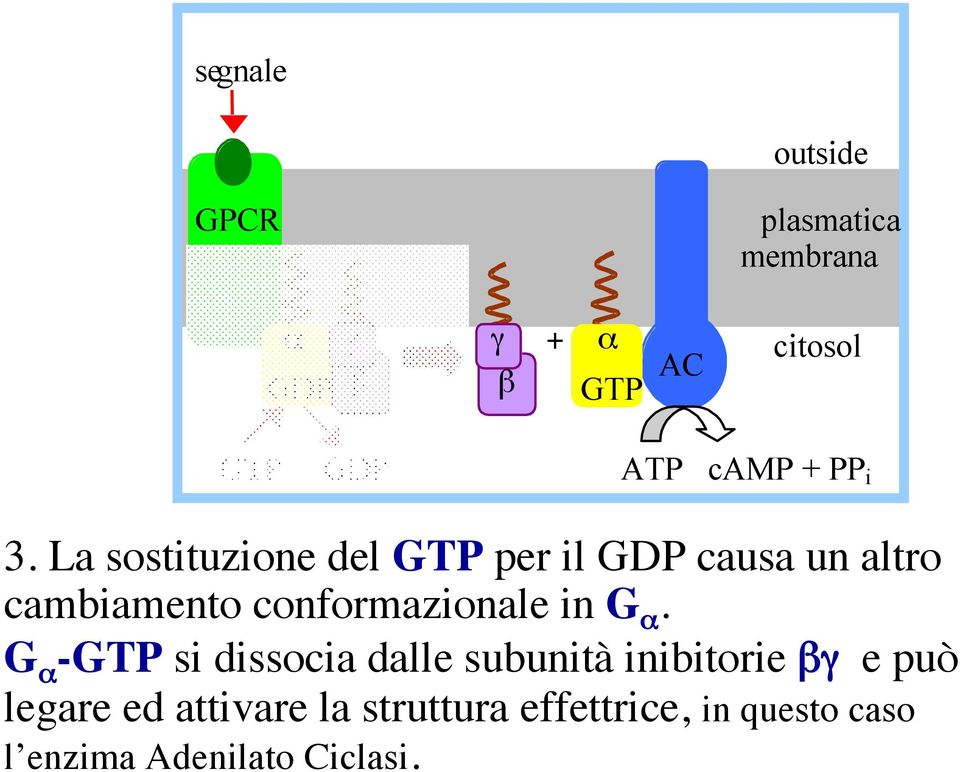 La sostituzione del GTP per il GDP causa un altro cambiamento conformazionale in G