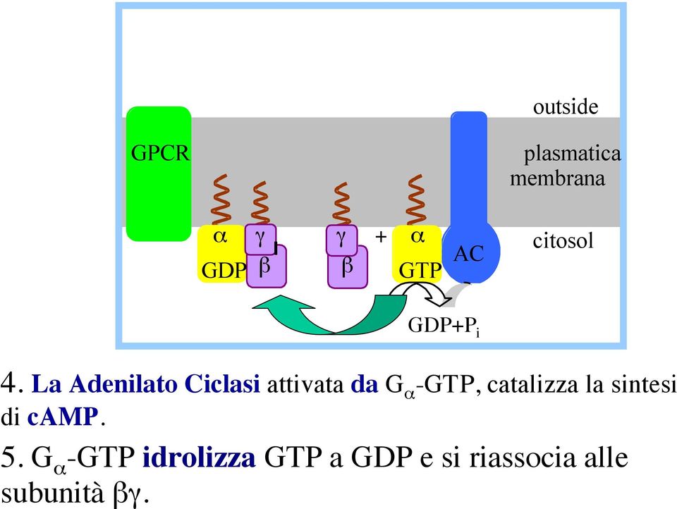 La Adenilato Ciclasi attivata da G α -GTP, catalizza