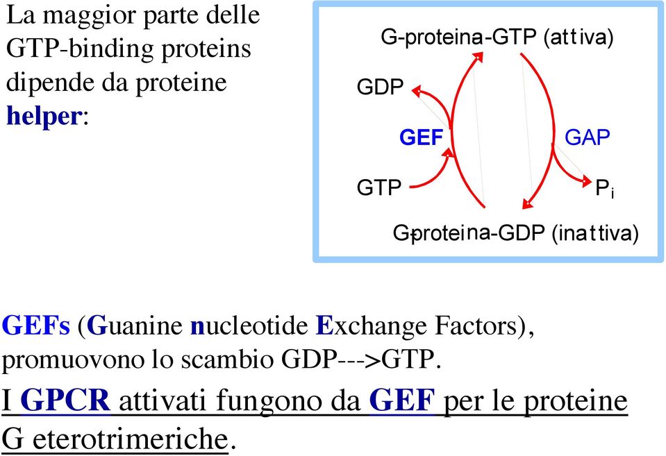 (inattiva) GEFs (Guanine nucleotide Exchange Factors), promuovono lo