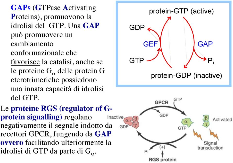 eterotrimeriche possiedono una innata capacità di idrolisi del GTP.