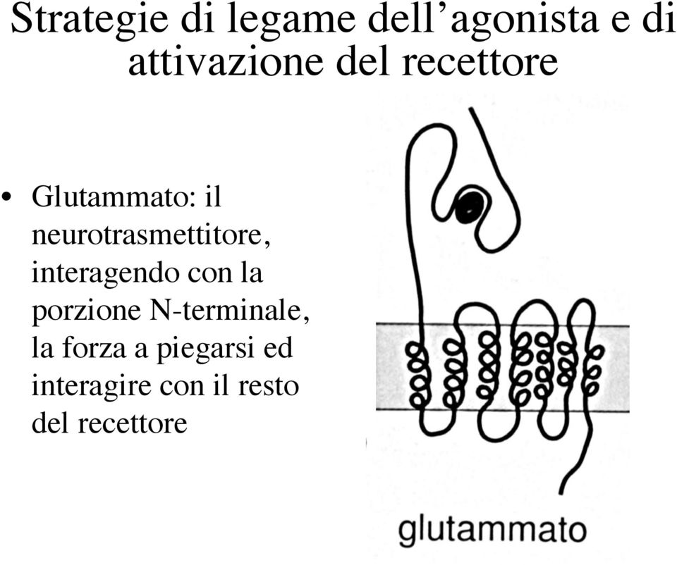 interagendo con la porzione N-terminale, la forza