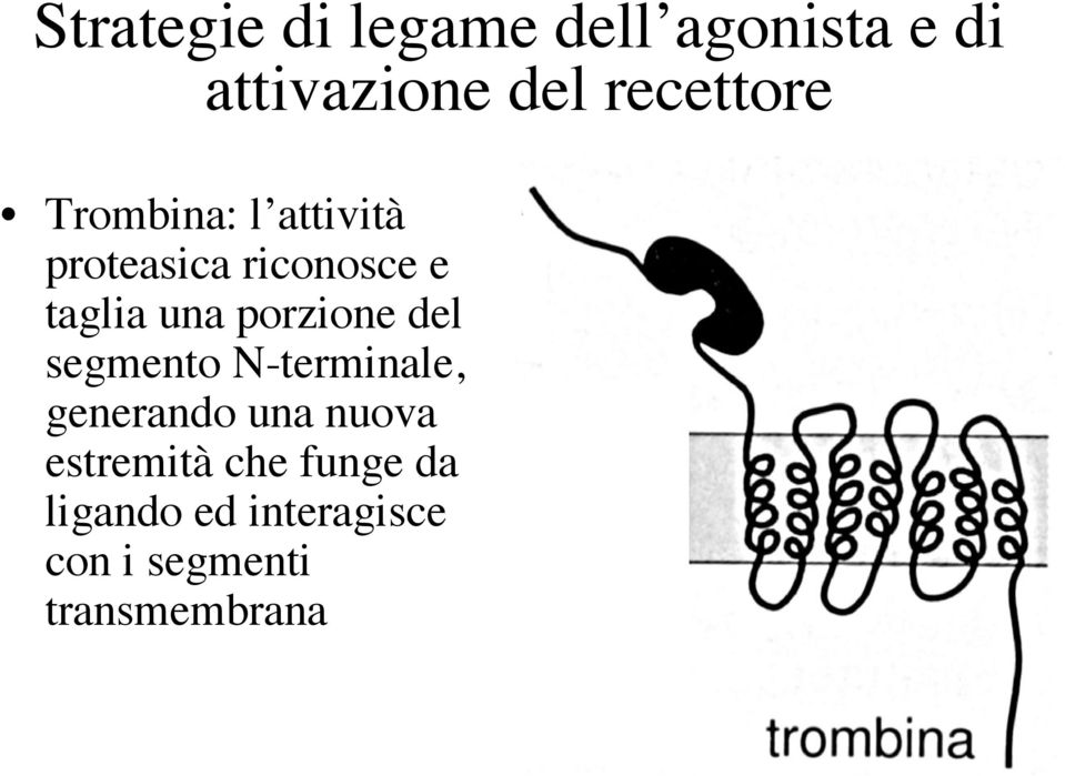 una porzione del segmento N-terminale, generando una nuova