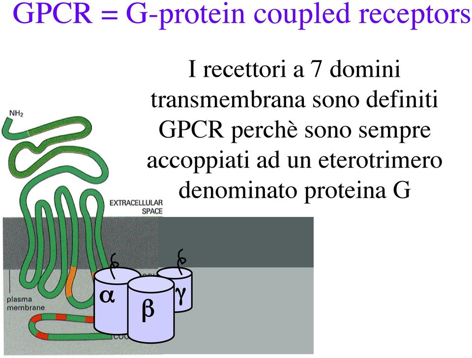 definiti GPCR perchè sono sempre