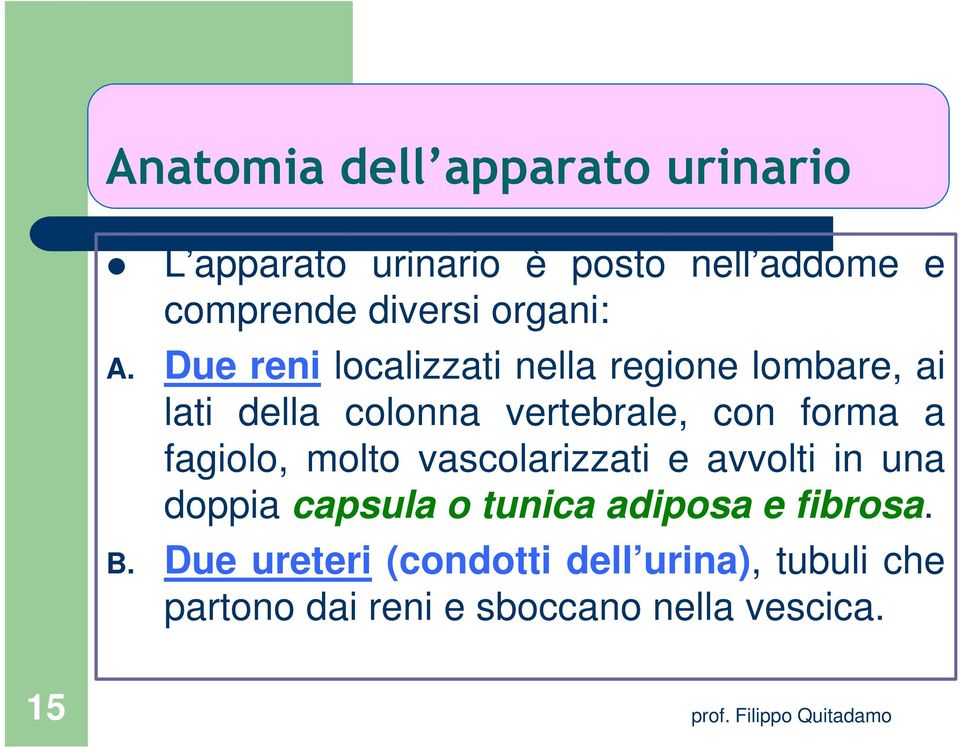 Due reni localizzati nella regione lombare, ai lati della colonna vertebrale, con forma a