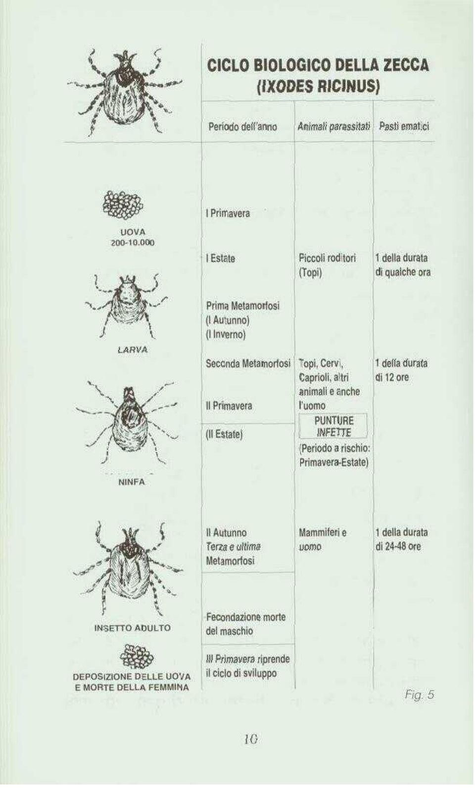 anche l'uomo PUNTURE^ INFETTE J (Periodo a rischio: Primavera-Estate) 1 della durata di qualche ora 1 della durata di 12 ore 1 Primavera NINFA ( A.i.^^ ^^,/Mi» i-'a ^' ^.