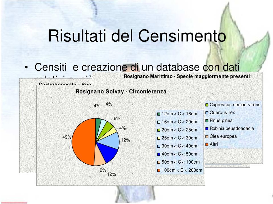 3% 4% 4% 2% 6% 13% 4% 16% 49% 68% Rosignano Marittimo - Specie maggiormente presenti Cupressus sempervirens Pinus spp Cupressus 3% 7% 12cm < C < 16cm Quercus ilex 6% Quercus ilex sempervirens 16cm <