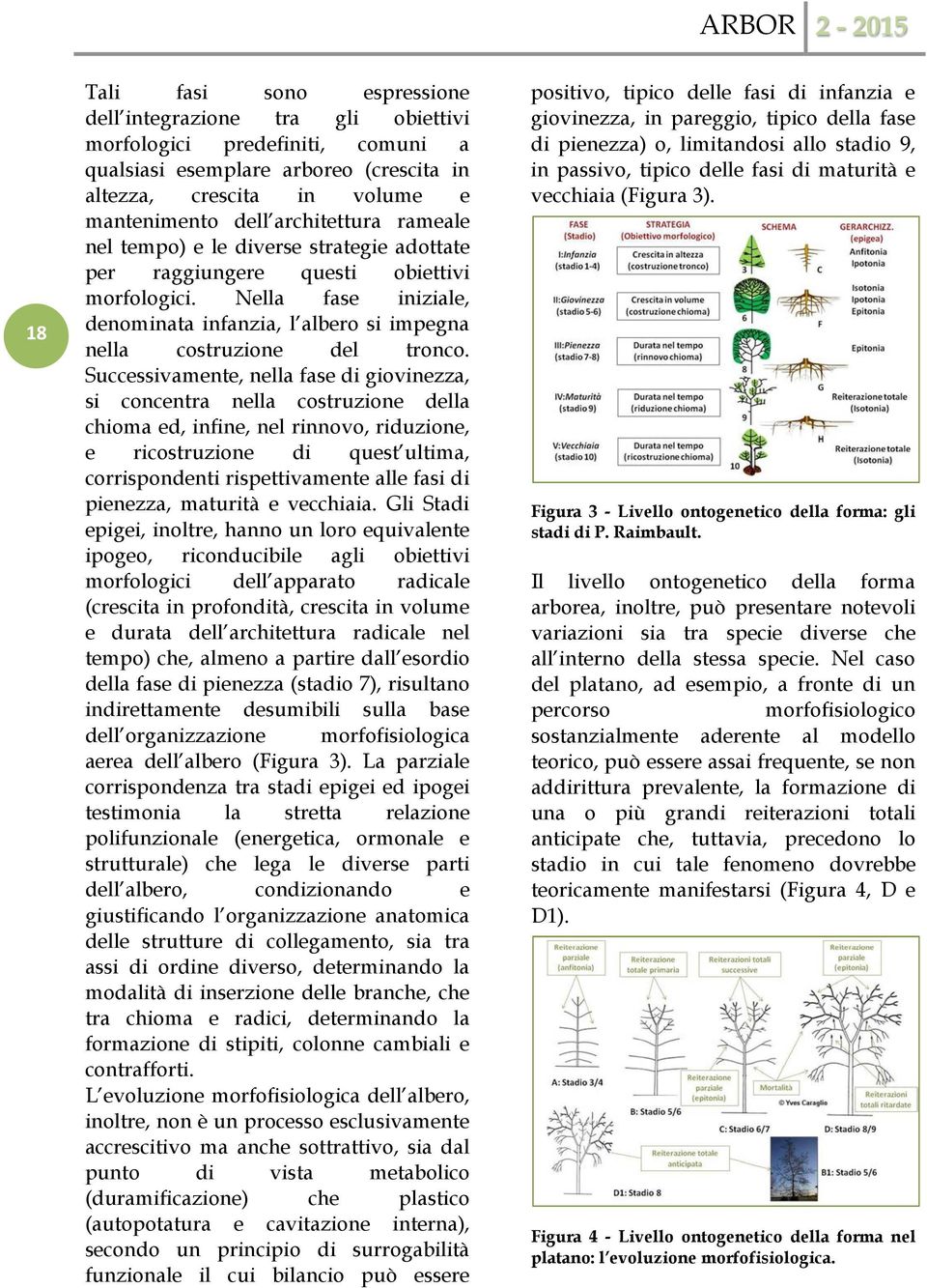 Nella fase iniziale, denominata infanzia, l albero si impegna nella costruzione del tronco.