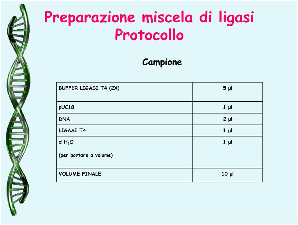 1 µl DNA 2 µl LIGASI T4 1 µl d H 2 O 1 µl