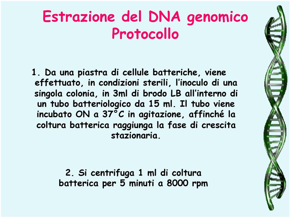 singola colonia, in 3ml di brodo LB all interno di un tubo batteriologico da 15 ml.