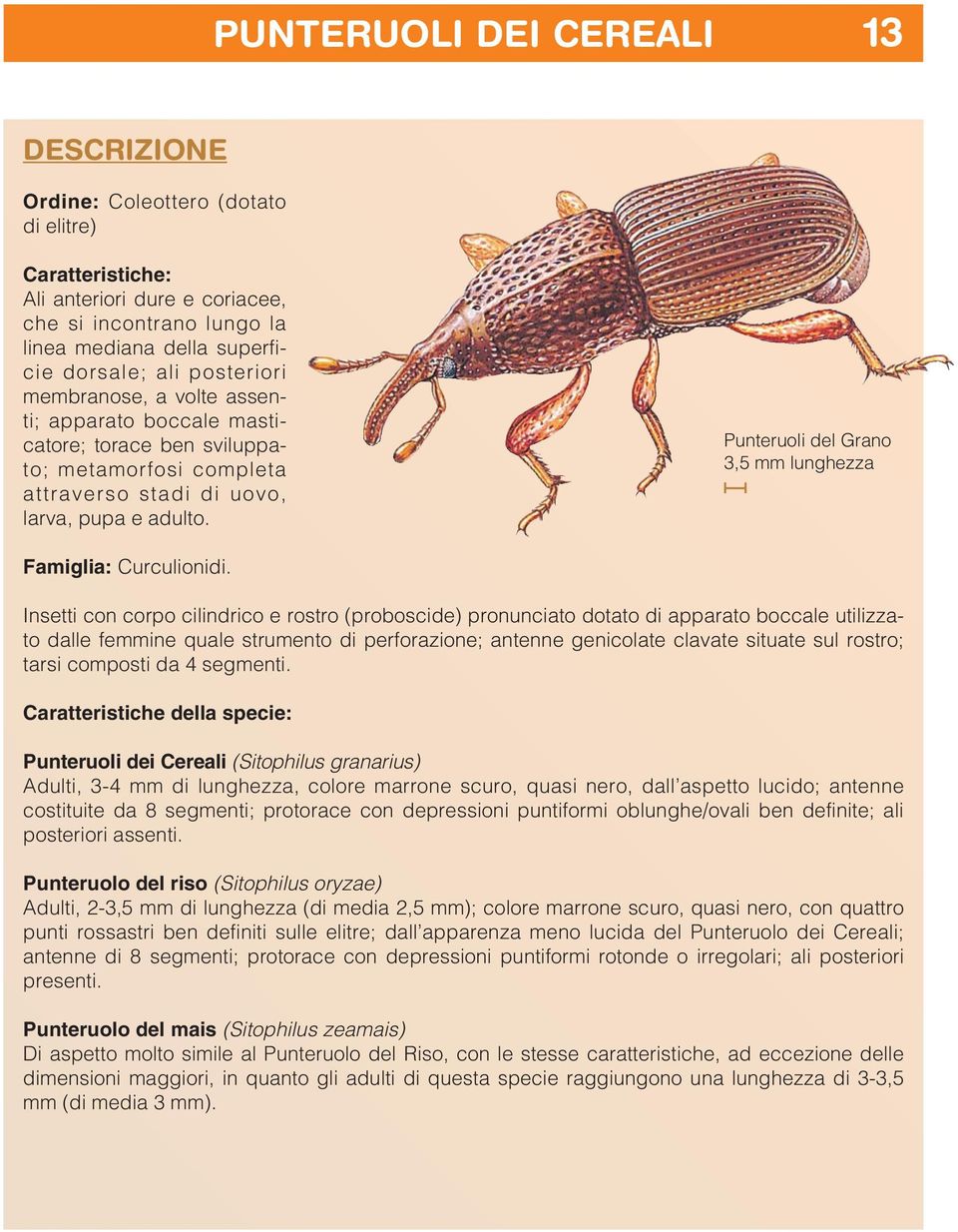 Punteruoli del Grano 3,5 mm lunghezza Famiglia: Curculionidi.