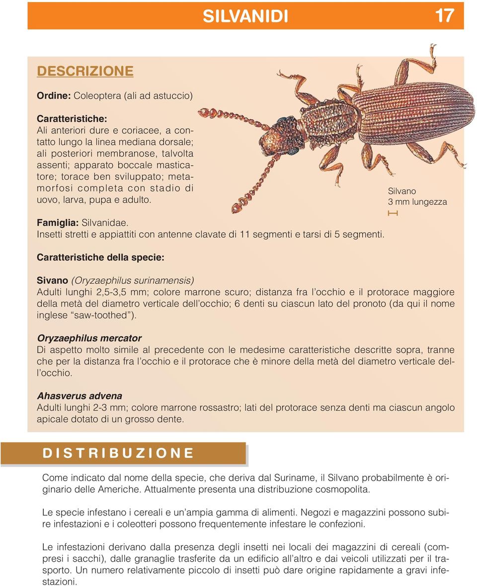 Insetti stretti e appiattiti con antenne clavate di 11 segmenti e tarsi di 5 segmenti.