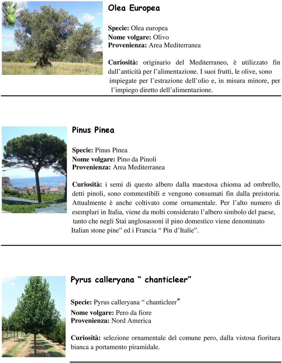 Pinus Pinea Specie: Pinus Pinea Nome volgare: Pino da Pinoli Curiosità: i semi di questo albero dalla maestosa chioma ad ombrello, detti pinoli, sono commestibili e vengono consumati fin dalla