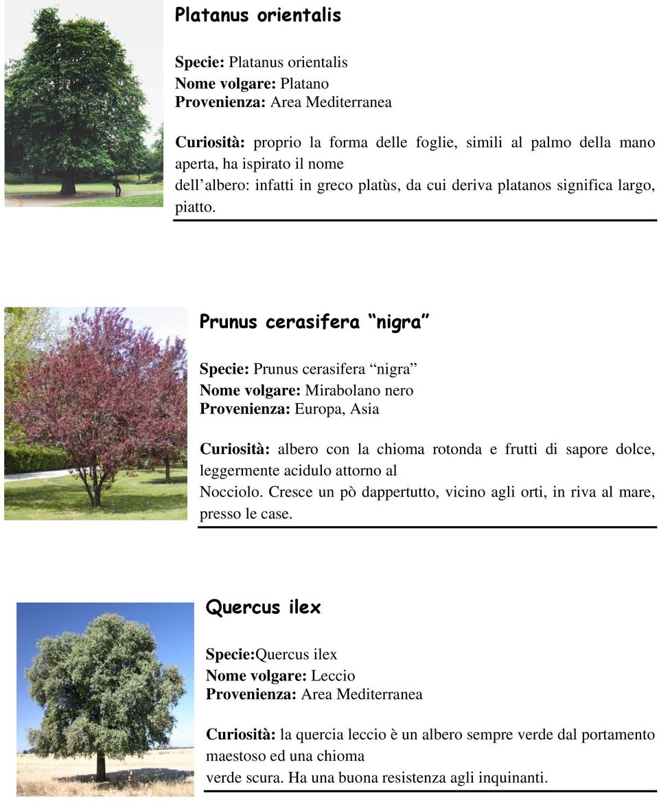 Prunus cerasifera nigra Specie: Prunus cerasifera nigra Nome volgare: Mirabolano nero Provenienza: Europa, Asia Curiosità: albero con la chioma rotonda e frutti di sapore dolce,