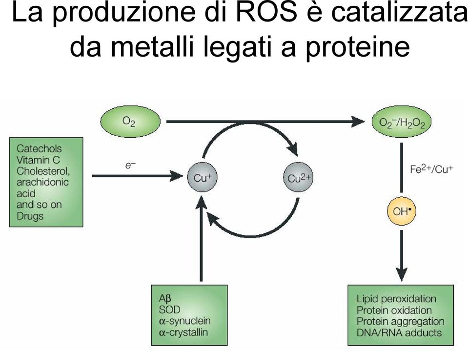 catalizzata da