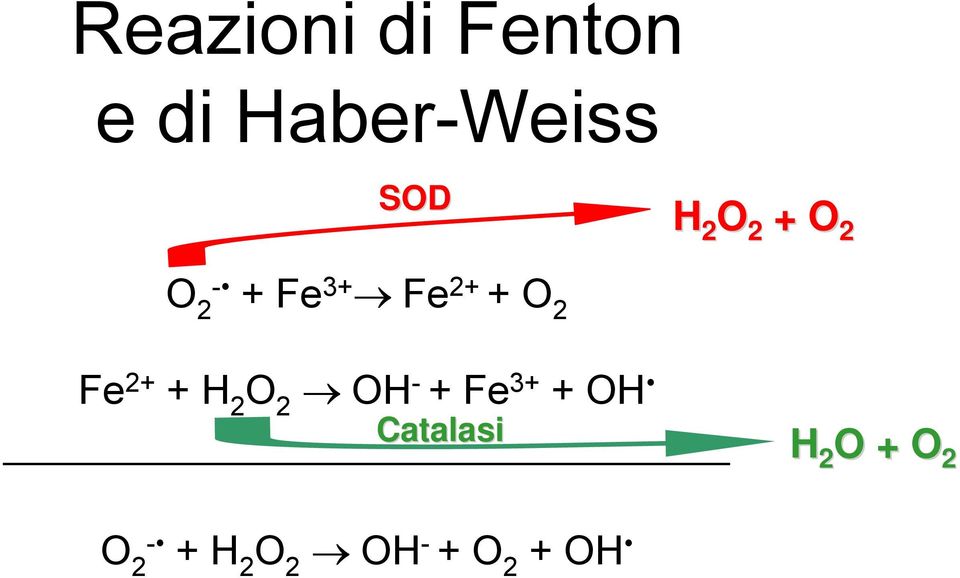 2+ + H 2 O 2 OH - + Fe 3+ + OH Catalasi H