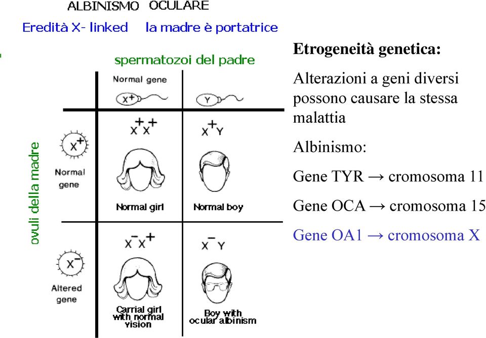 malattia Albinismo: Gene TYR cromosoma