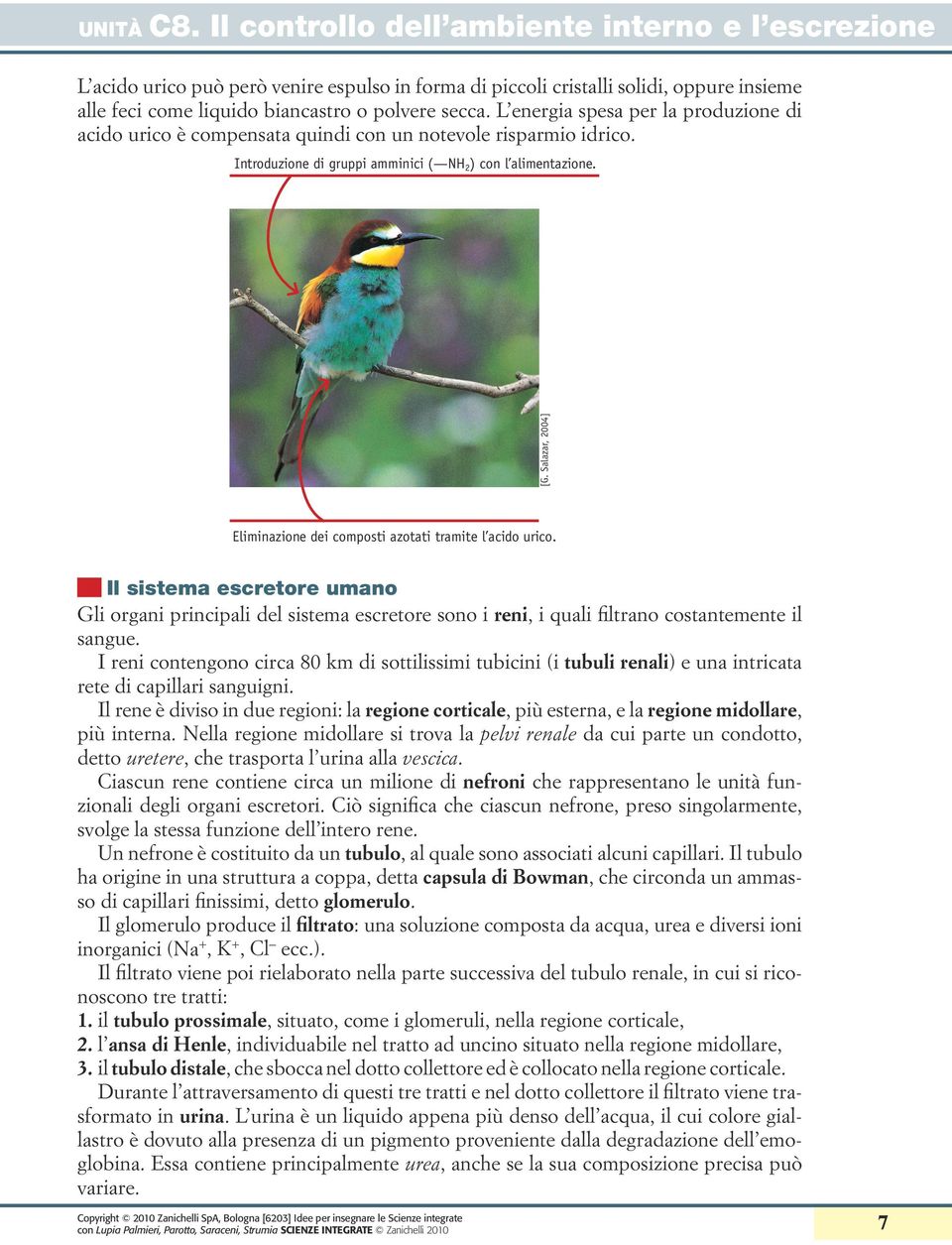 L energia spesa per la produzione di acido urico è compensata quindi con un notevole risparmio idrico. [G. Salazar, 2004] Introduzione di gruppi amminici ( NH2) con l alimentazione.